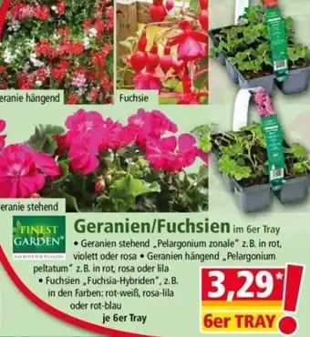 Norma Finest Garden Geranien/Fuchsien 6er Tray Angebot