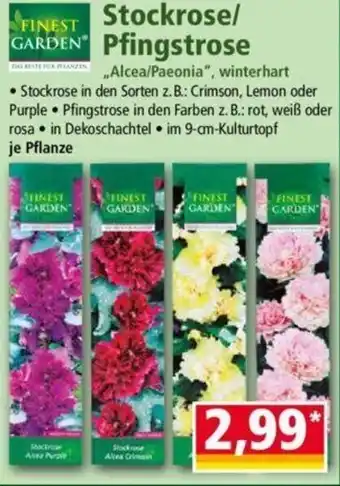 Norma Finest Garden Stockrose/Pfingstrose Angebot