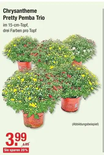 V Baumarkt Chrysantheme Pretty Pemba Trio Angebot