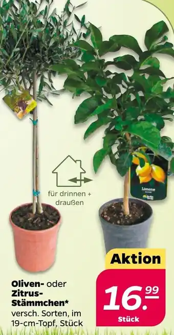 NETTO Oliven oder Zitrus-Stämmchen* 19 cm Topf Angebot