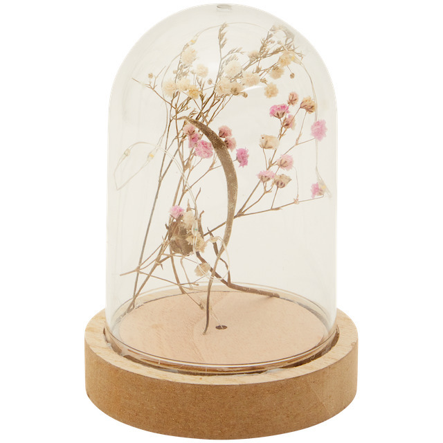 Trockenblumen in glasglocke Angebot bei Action