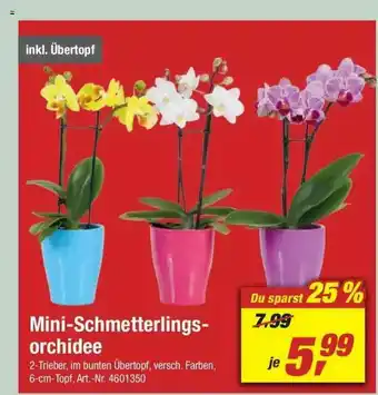 toom Baumarkt Mini-schmetterlings- Orchidee Angebot