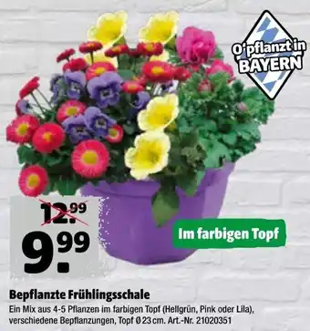 Hagebau Beflanzte Frühlingsschale Angebot