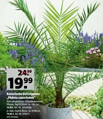 Hagebau Kanarische Dattelpalme ,,Phönix canariensis'' Angebot