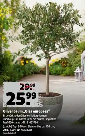 Hagebau Olivenbaum ,,Olea europaea'' Angebot