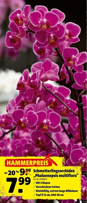 Hagebau Schmetterlingsorchidee ,,Phalaenopsis multiflora Angebot