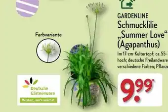 Aldi Nord Garenline schmucklilie „summer love” (agapanthus) Angebot