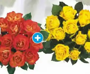 Netto Marken-Discount Edelrose Angebot