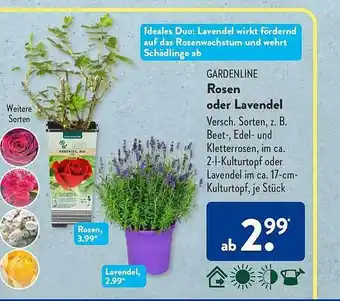 Aldi Süd Gardenline rosen oder lavendel Angebot