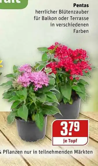 REWE Kaufpark Pentas Angebot