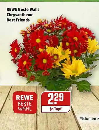 REWE Kaufpark Rewe Beste Wahl Chrysantheme Best Friends Angebot