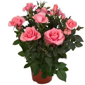 toom Baumarkt Topfrose Angebot