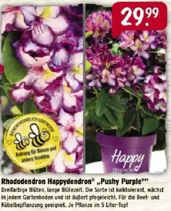 Raiffeisen Markt Rhododendron Happydendron Pushy Purple Angebot