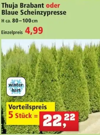 Thomas Philipps Thuja Brabant oder Blaue Scheinzypresse Angebot