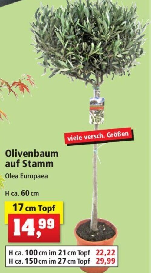 Olivenbaum auf Stamm 17 cm Topf Angebot bei Thomas Philipps