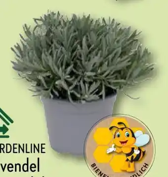 Aldi Nord Lavendel Angebot