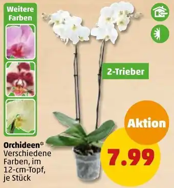 PENNY Orchideen Angebot