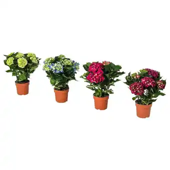 IKEA Hydrangea pflanze hortensie versch. farben Angebot