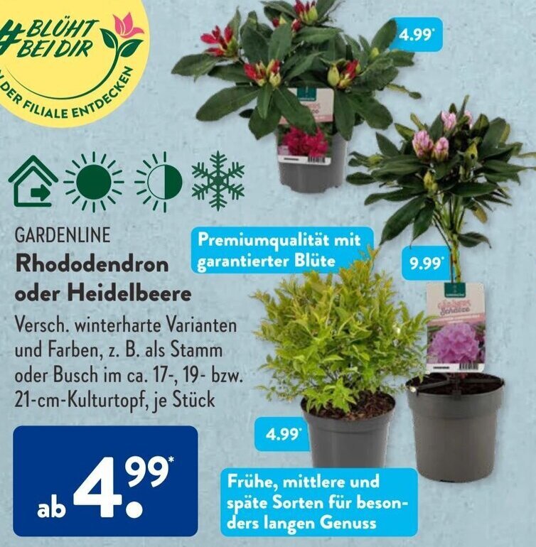 Gardenline Rhododendron oder Heidelbeere Angebot bei Aldi Sd