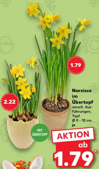 Kaufland Narzisse im übertopf Angebot