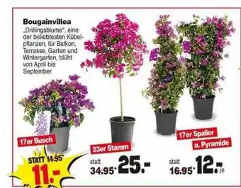 Repo Markt Bougainvillea Angebot