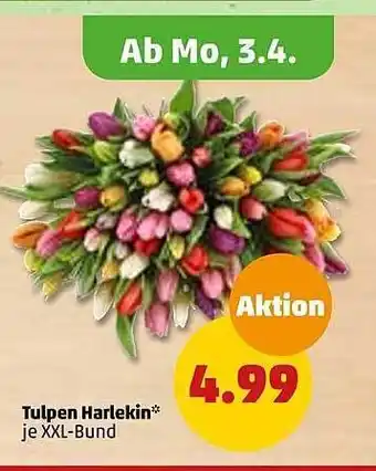 PENNY Tulpen harlekin Angebot