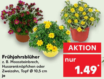 Kaufland Frühjahrsblüher Angebot