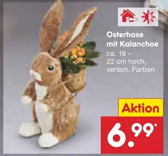 Netto Marken-Discount Osterhase mit Kalanchoe 18-22 cm Angebot