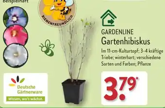 Aldi Nord Gardenline Gartenhibiskus Angebot