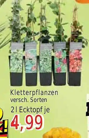 Wiglo Wunderland Kletterpflanzen Angebot