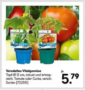 Hellweg Veredeltes vitalgemüse Angebot