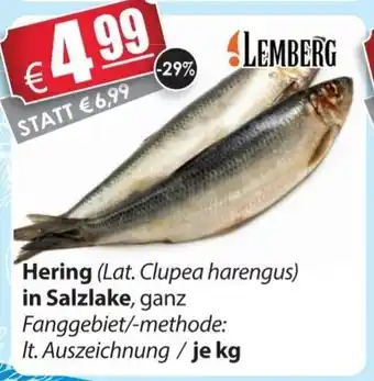 LEDO Lemberg Hering in Salzlake Angebot