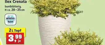 Thomas Philipps Ilex crenata Angebot