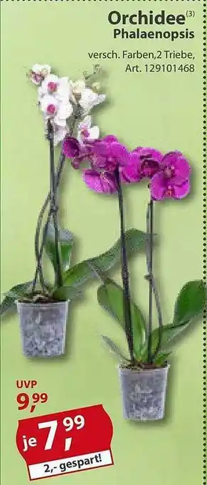 Sonderpreis Baumarkt Orchidee phalaenopsis Angebot