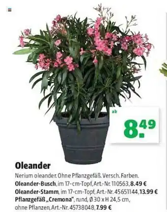 Hagebau Oleander Angebot