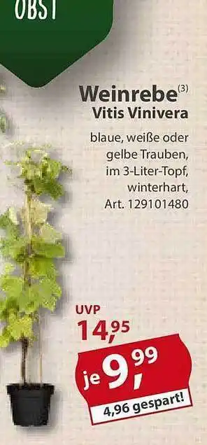 Sonderpreis Baumarkt Weinrebe vitis vinivera Angebot