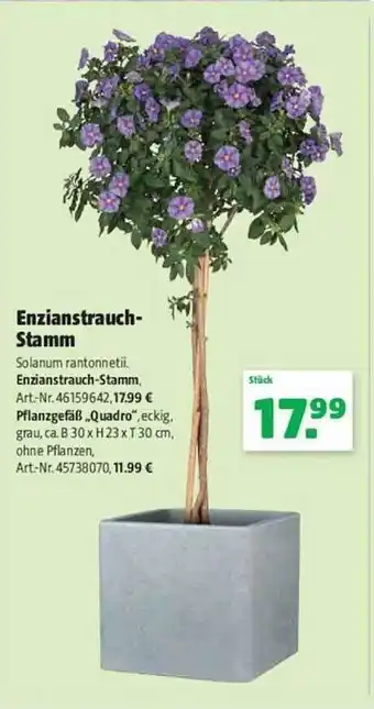 Hagebau Enzianstrauch-stamm Angebot