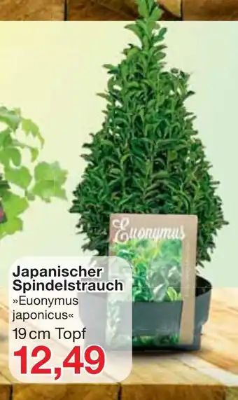 Jawoll Japanischer Spindelstrauch Angebot