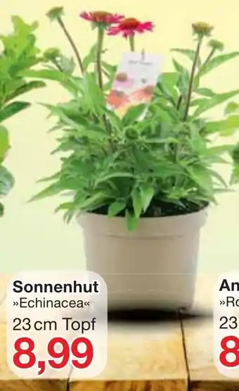 Jawoll Sonnenhut Echinacea Angebot