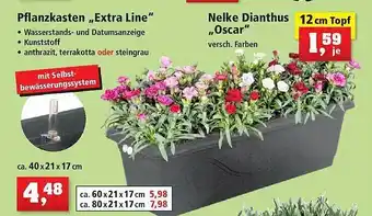 Thomas Philipps Pflanzkasten extra line oder nelke dianthus oscar Angebot