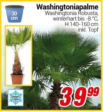 CENTERSHOP Washingtoniapalme Angebot