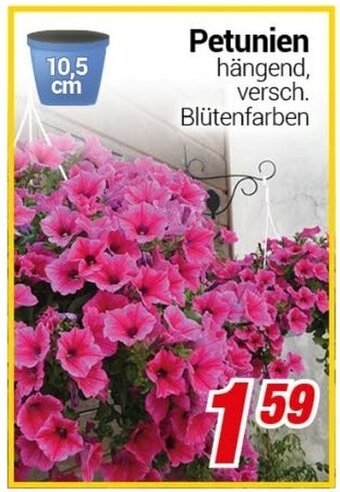 CENTERSHOP Petunien Angebot