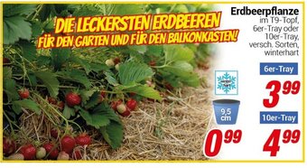 CENTERSHOP Erdbeerpflanze Angebot
