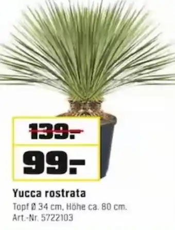 OBI Yucca rostrata Angebot