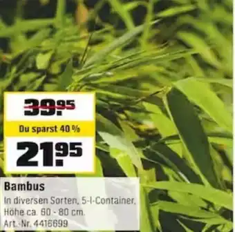 OBI Bambus Angebot