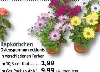 Bauhaus Kapkörbchen Angebot