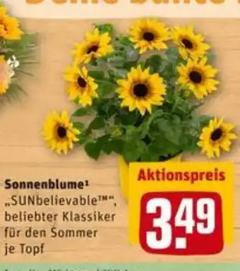 REWE City Sonnenblume Angebot