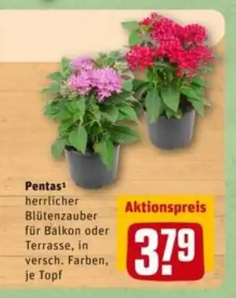 REWE City Pentas Angebot