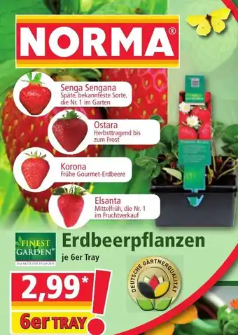 Norma Finest Garden Erdbeerpflanzen Angebot