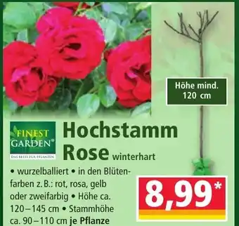 Norma Finest Garden Hochstamm Rose Angebot